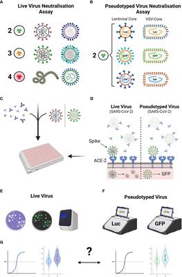 Correlation between pseudotyped virus and authentic virus neutralisation assays, a systematic review and meta-analysis of the literature